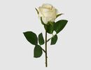 Bild 1 von Einzelblume Rose creme