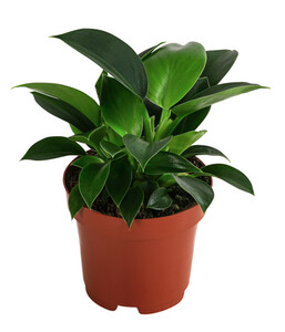 Philodendron 'Green Princess'