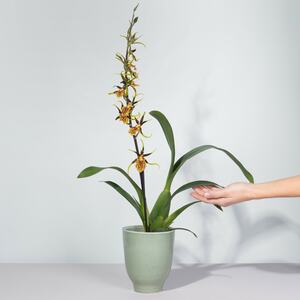 Cambria-Orchidee 'Mystic Maze'