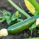 Bild 2 von Zucchini-/ Gurken-/ Kräuter-Mix