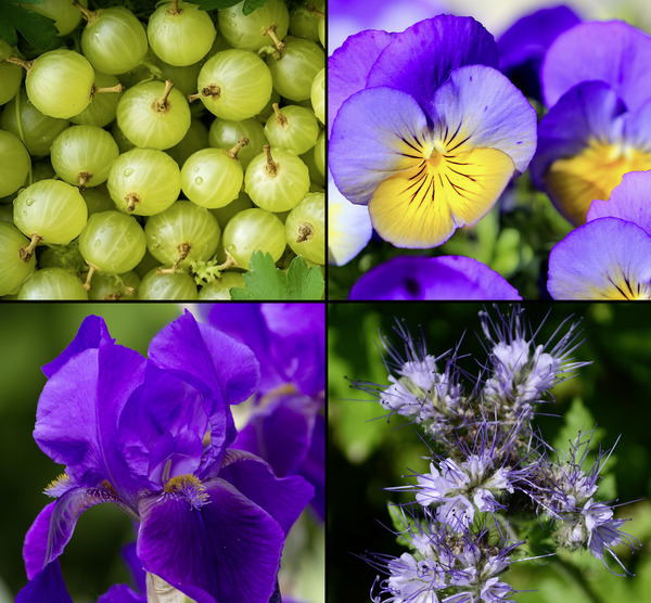 Bild 3 von Tesori d'Oriente Ayurveda Cremeseife mit Amla-Frucht & Patchouli, 300 ml