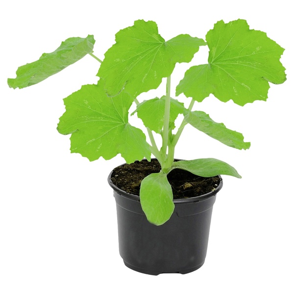 Bild 4 von GARDENLINE Gemüsepflanze