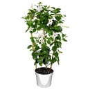 Bild 2 von GARDENLINE Dipladenia-Spalier