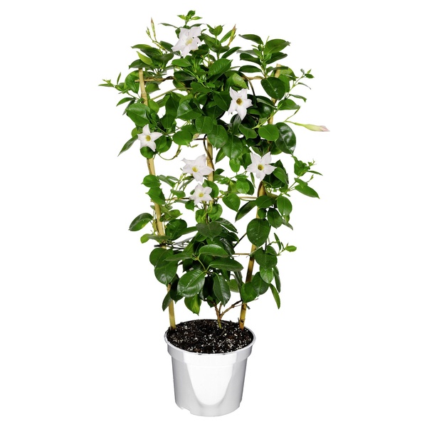 Bild 2 von GARDENLINE Dipladenia-Spalier