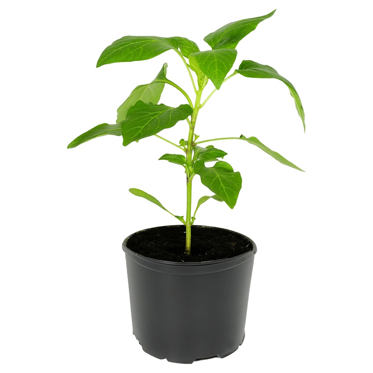 Bild 2 von GARDENLINE Gemüsepflanze