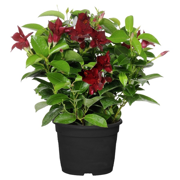 GARDENLINE Dipladenia von ALDI SÜD ansehen!
