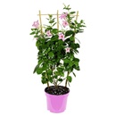 Bild 1 von GARDENLINE Dipladenia-Spalier