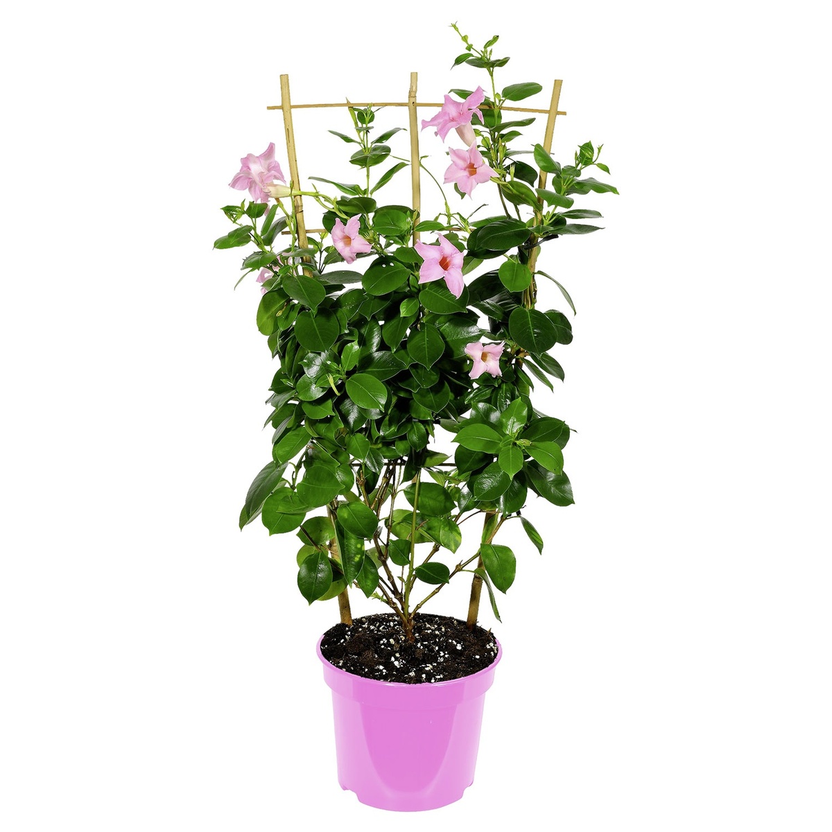 Bild 1 von GARDENLINE Dipladenia-Spalier