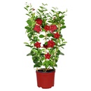 Bild 3 von GARDENLINE Dipladenia-Spalier