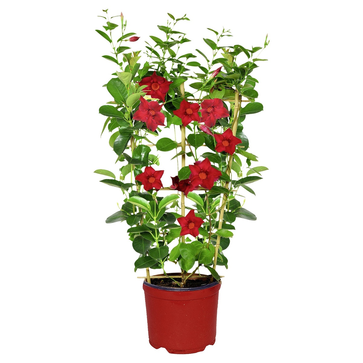 Bild 3 von GARDENLINE Dipladenia-Spalier
