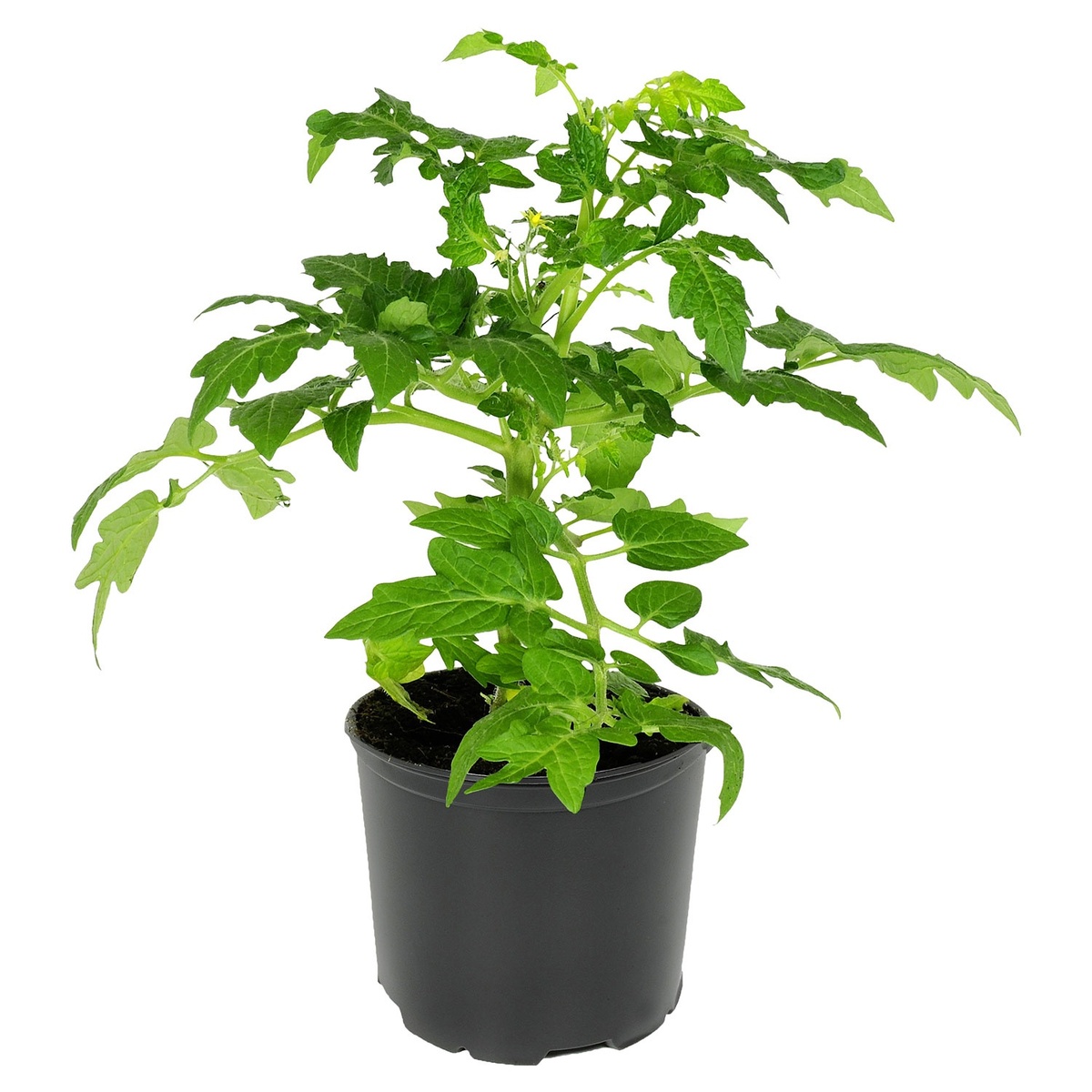 Bild 3 von GARDENLINE Gemüsepflanze