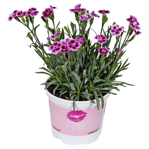 GARDENLINE Dianthus „Pink Kisses“®