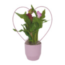 Bild 1 von GARDENLINE Calla