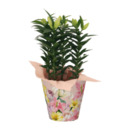 Bild 1 von GARDENLINE Orientalische Lilie