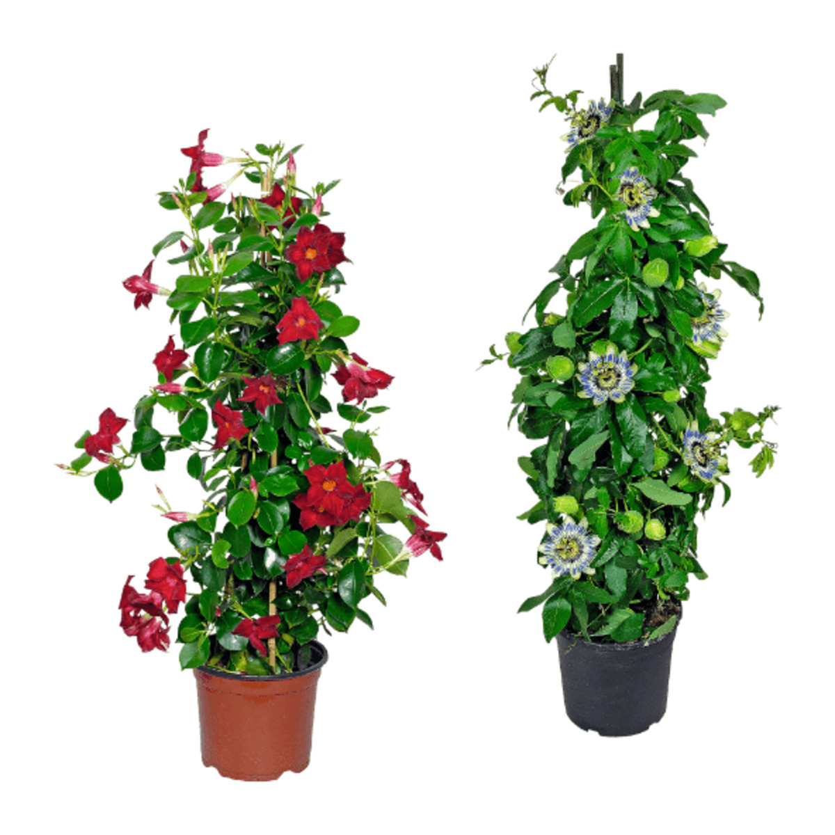 Bild 1 von GARDENLINE Balkon- und Terrassenpflanze