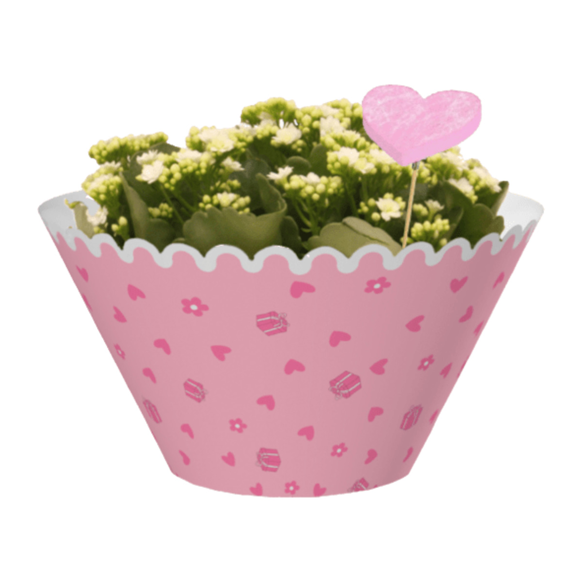 Bild 2 von GARDENLINE Kalanchoe