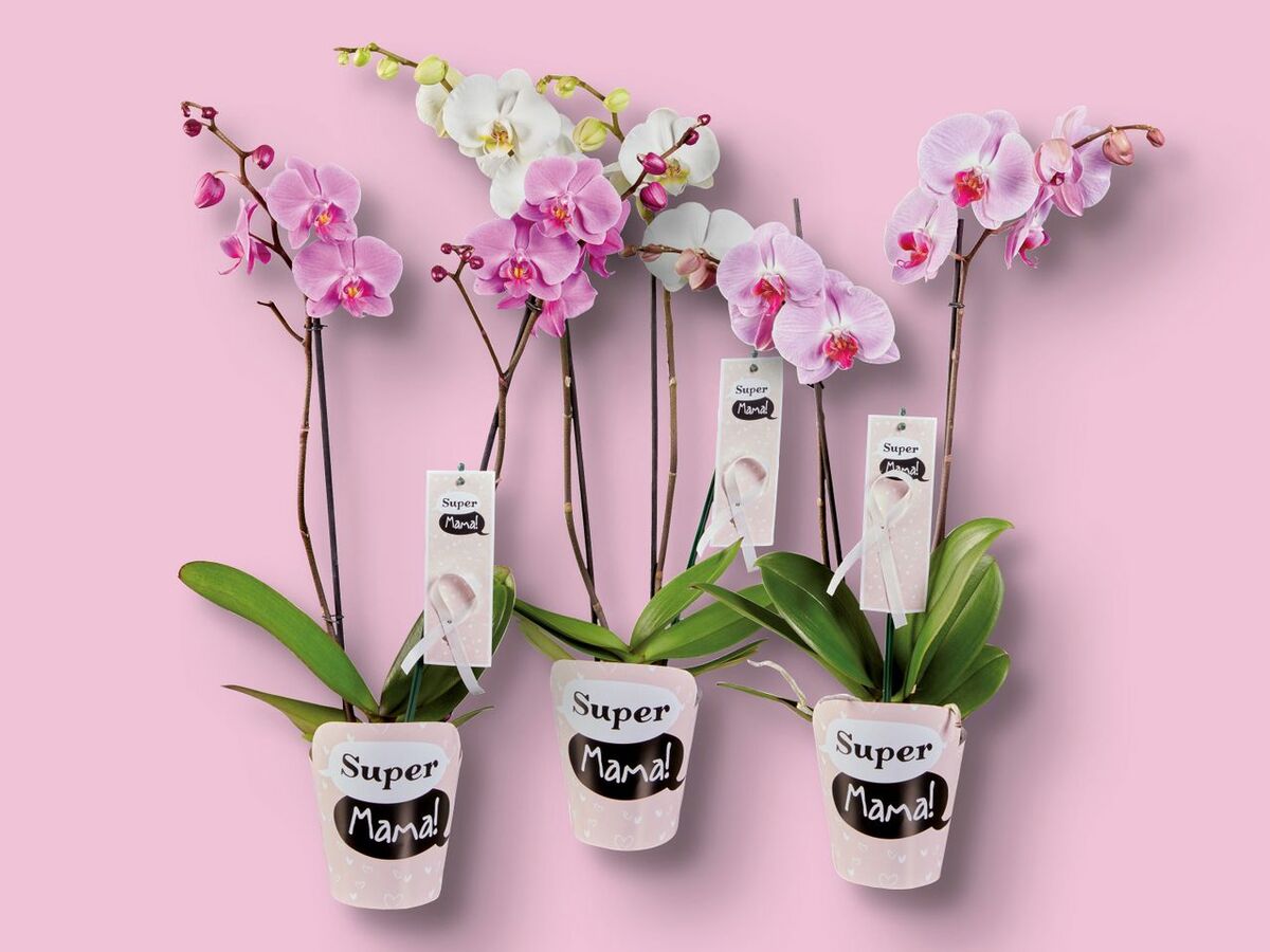 Bild 1 von Phalaenopsis im Super Mama-Potcover, 
         Topf