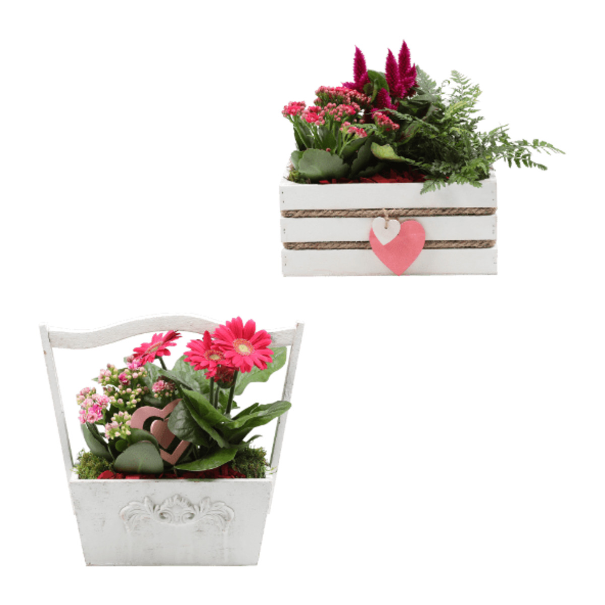 Bild 1 von GARDENLINE Muttertagspflanzen