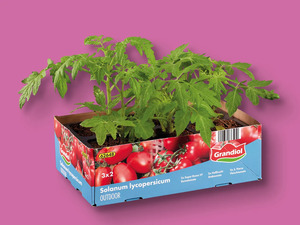Tomatenpflanzen, 
         6er-Tray