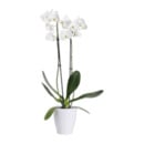 Bild 4 von GARDENLINE Phalaenopsis