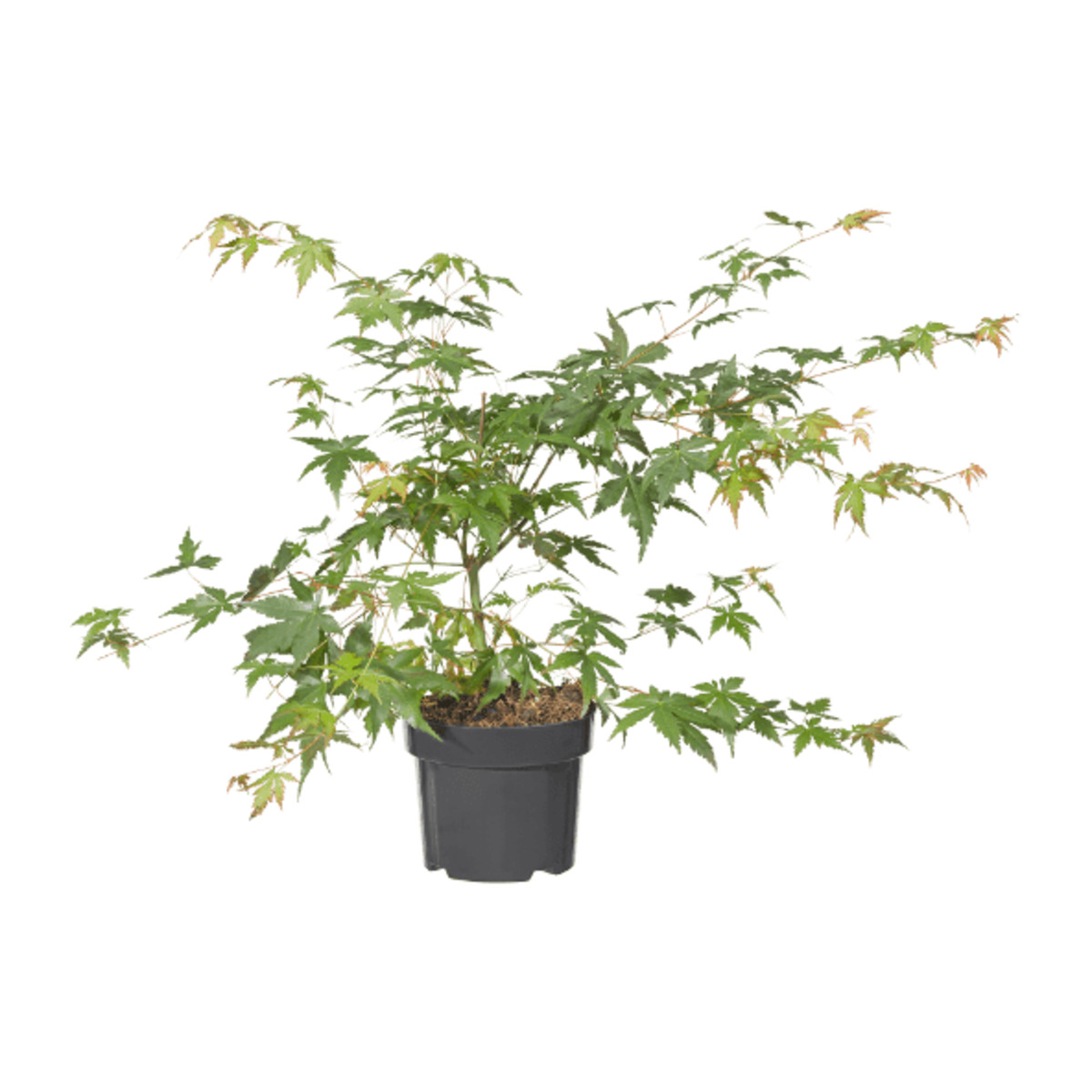 Bild 3 von GARDENLINE Japanischer Ahorn