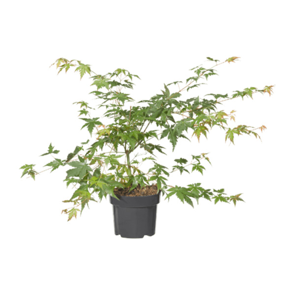 Bild 3 von GARDENLINE Japanischer Ahorn