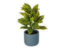 Bild 2 von LIVARNO home Kunstpflanze Codiaeum / Peperomia / Ficus pumila / Farn, Ø 11 cm