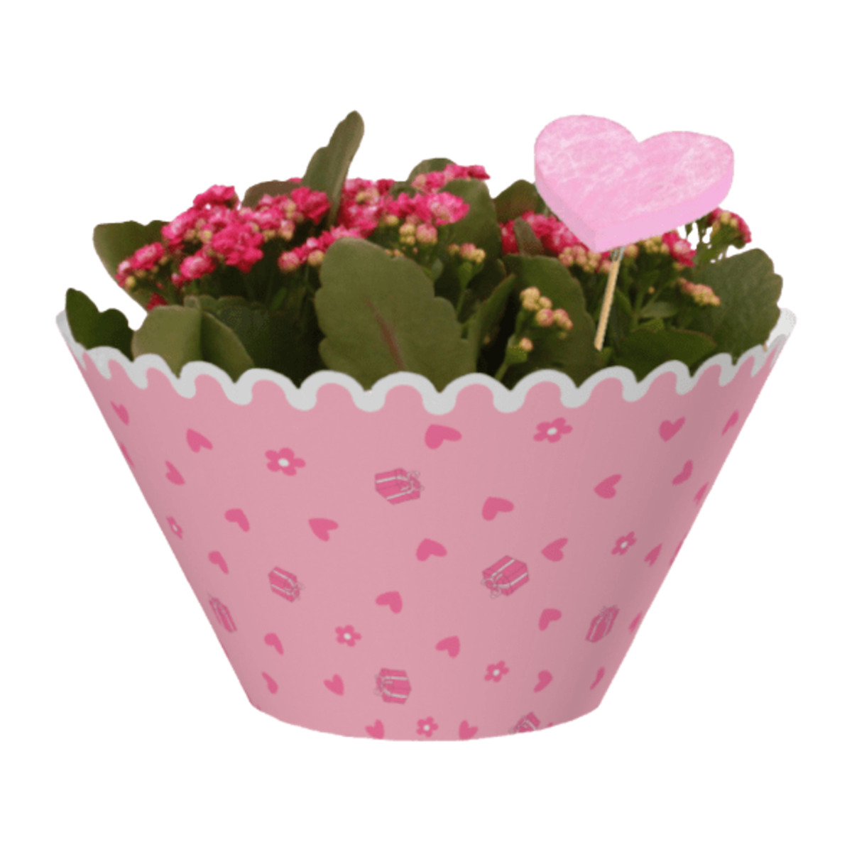 Bild 4 von GARDENLINE Kalanchoe