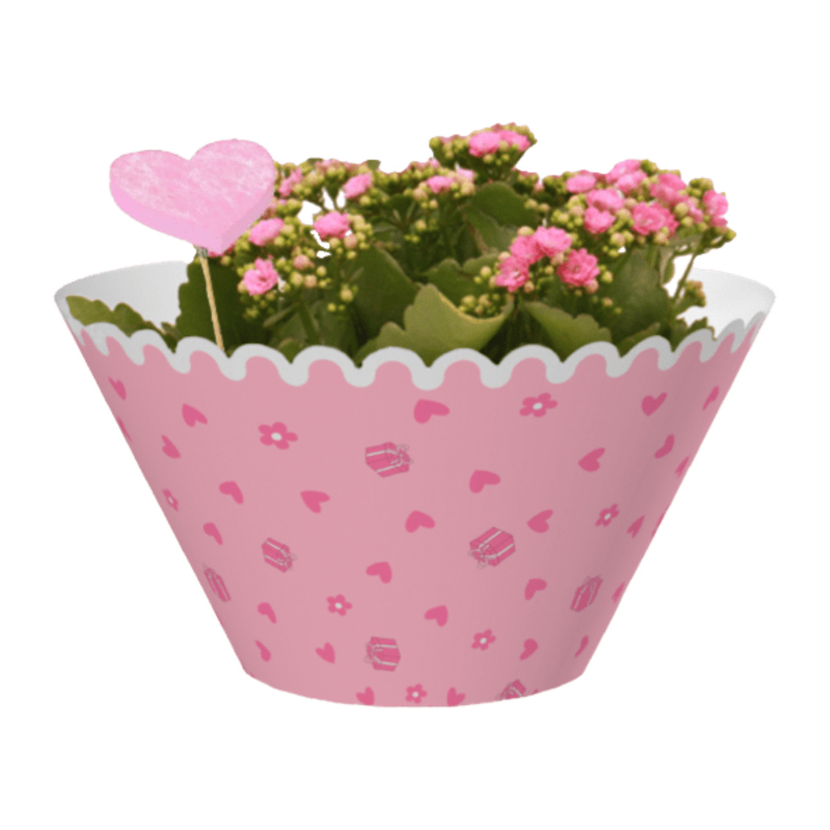 Bild 3 von GARDENLINE Kalanchoe