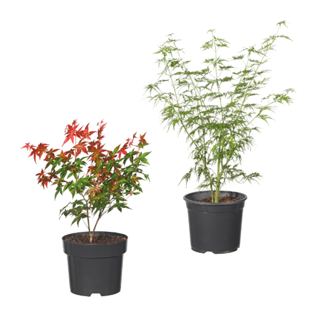 Bild 1 von GARDENLINE Japanischer Ahorn