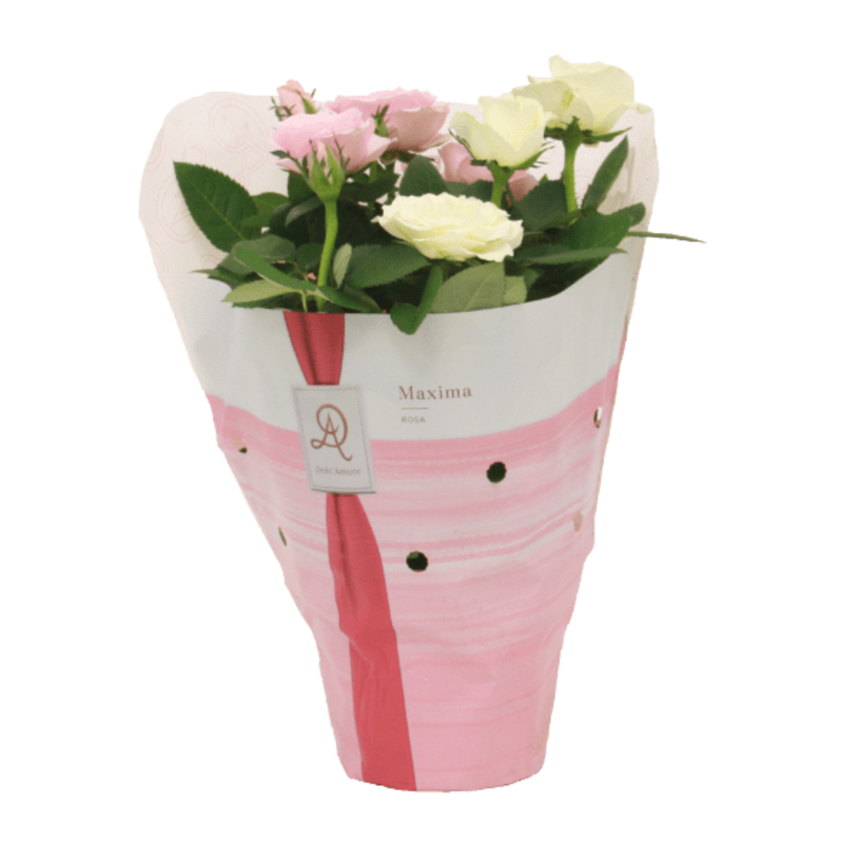 Bild 1 von GARDENLINE Topfrosen-Duo „Dolce Amore”