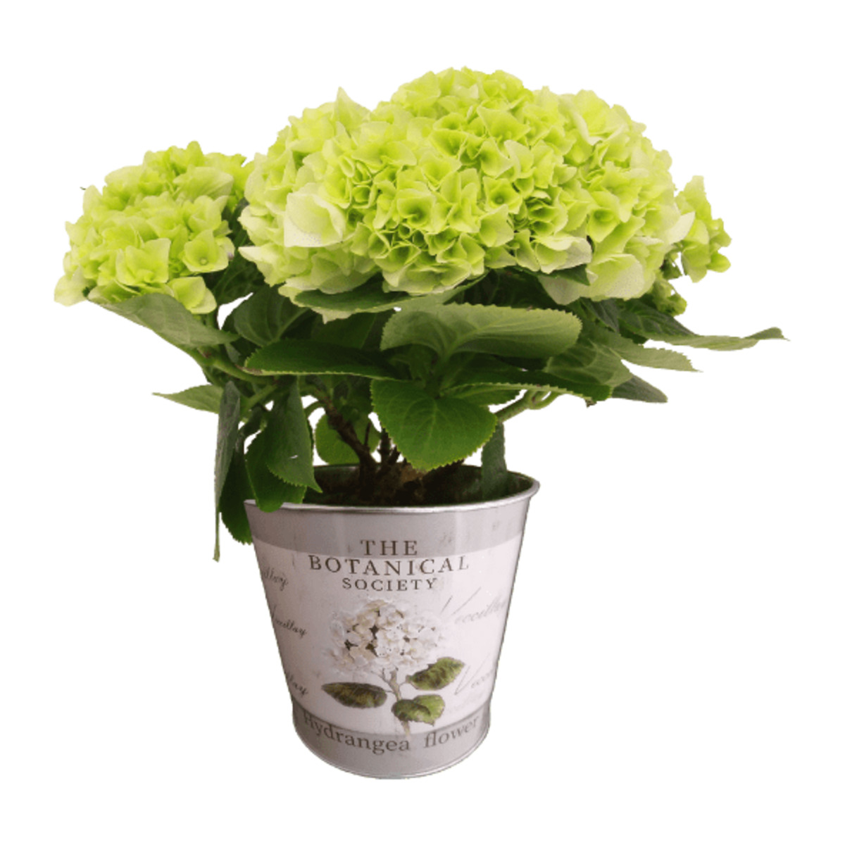 Bild 2 von GARDENLINE Hortensie