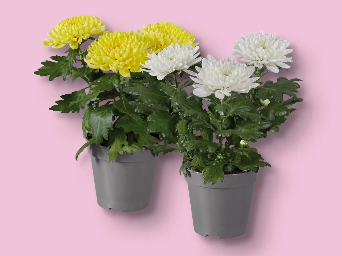 Bild 1 von Chrysantheme, 
         Topf