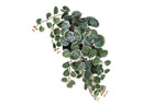 Bild 4 von LIVARNO home Kunstpflanze Codiaeum / Peperomia / Ficus pumila / Farn, Ø 11 cm