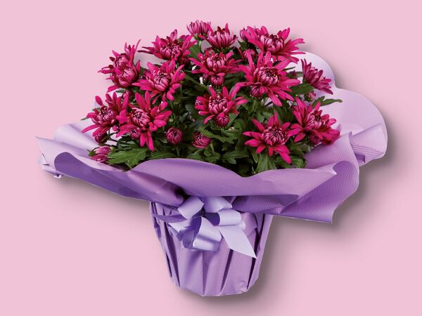 Bild 1 von Chrysanthemen in Geschenkverpackung, 
         Topf