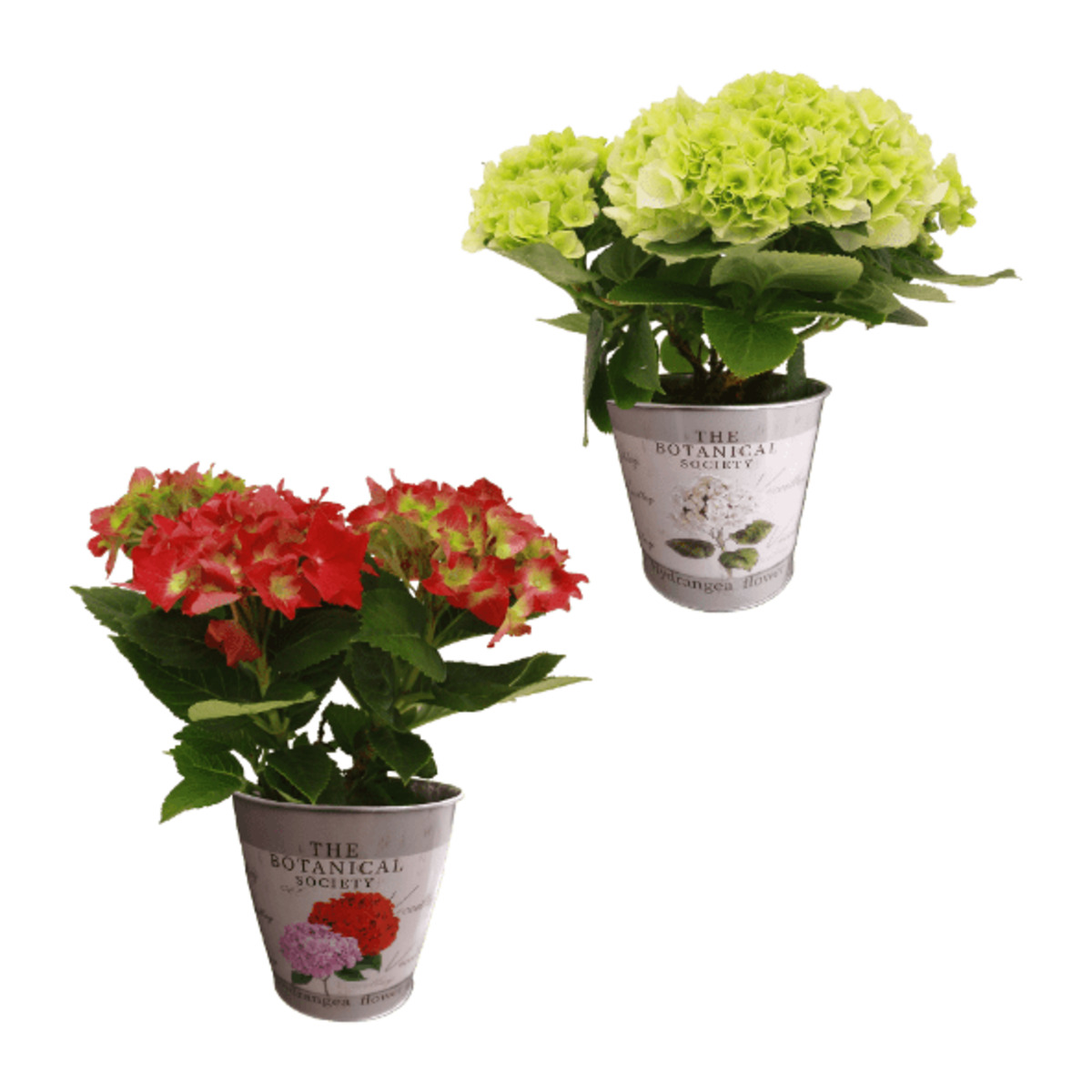 Bild 1 von GARDENLINE Hortensie