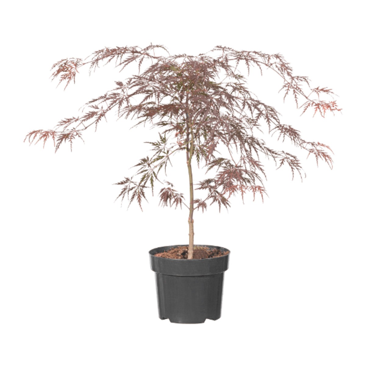 Bild 2 von GARDENLINE Japanischer Ahorn