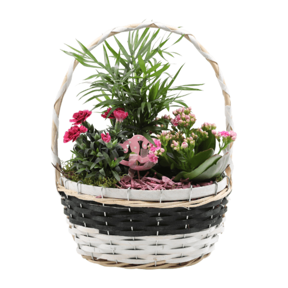 Bild 4 von GARDENLINE Muttertagspflanzen