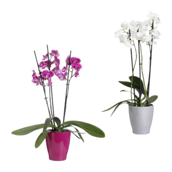 Bild 1 von GARDENLINE Phalaenopsis