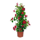 Bild 2 von GARDENLINE Balkon- und Terrassenpflanze