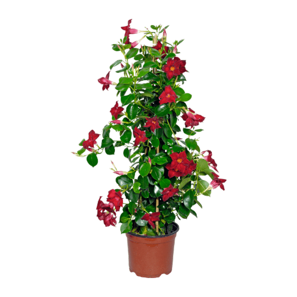 Bild 2 von GARDENLINE Balkon- und Terrassenpflanze