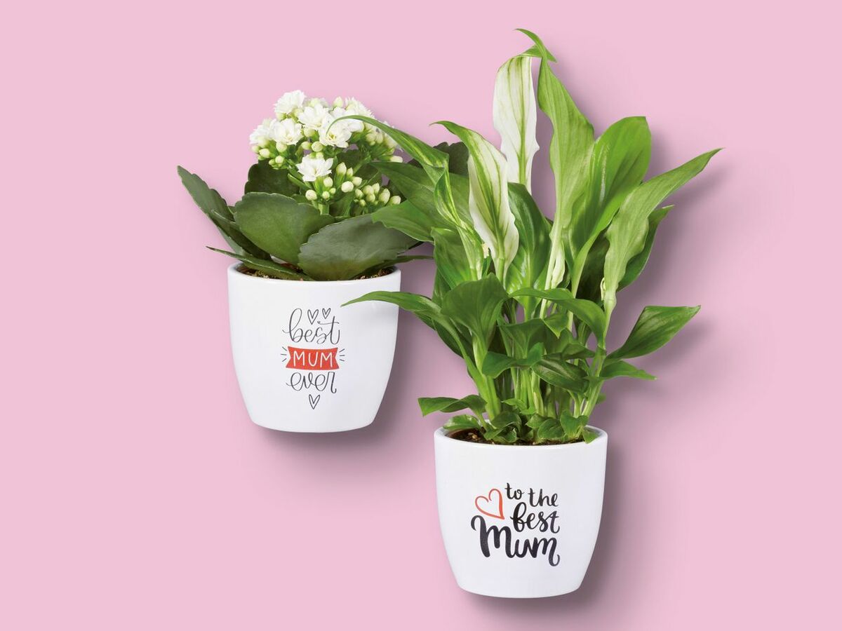 Bild 1 von Blühpflanzen in Muttertagskeramik, 
         Topf