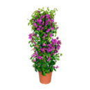 Bild 3 von GARDENLINE Balkon- und Terrassenpflanze