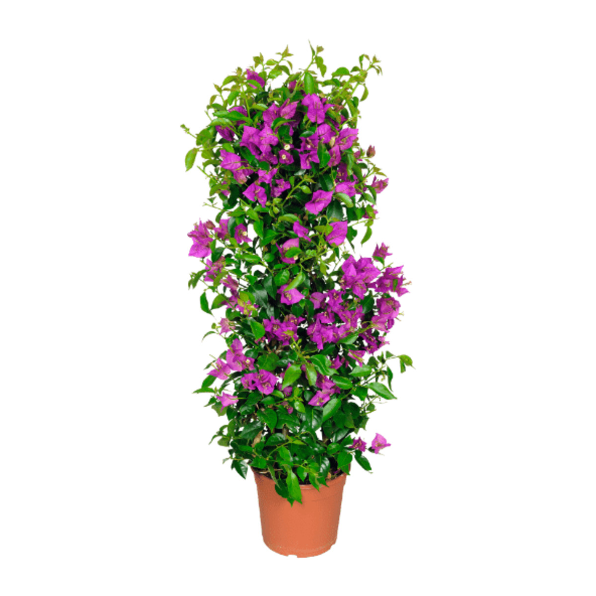 Bild 3 von GARDENLINE Balkon- und Terrassenpflanze