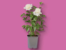 Bild 1 von Pfingstrosen, 
         Topf