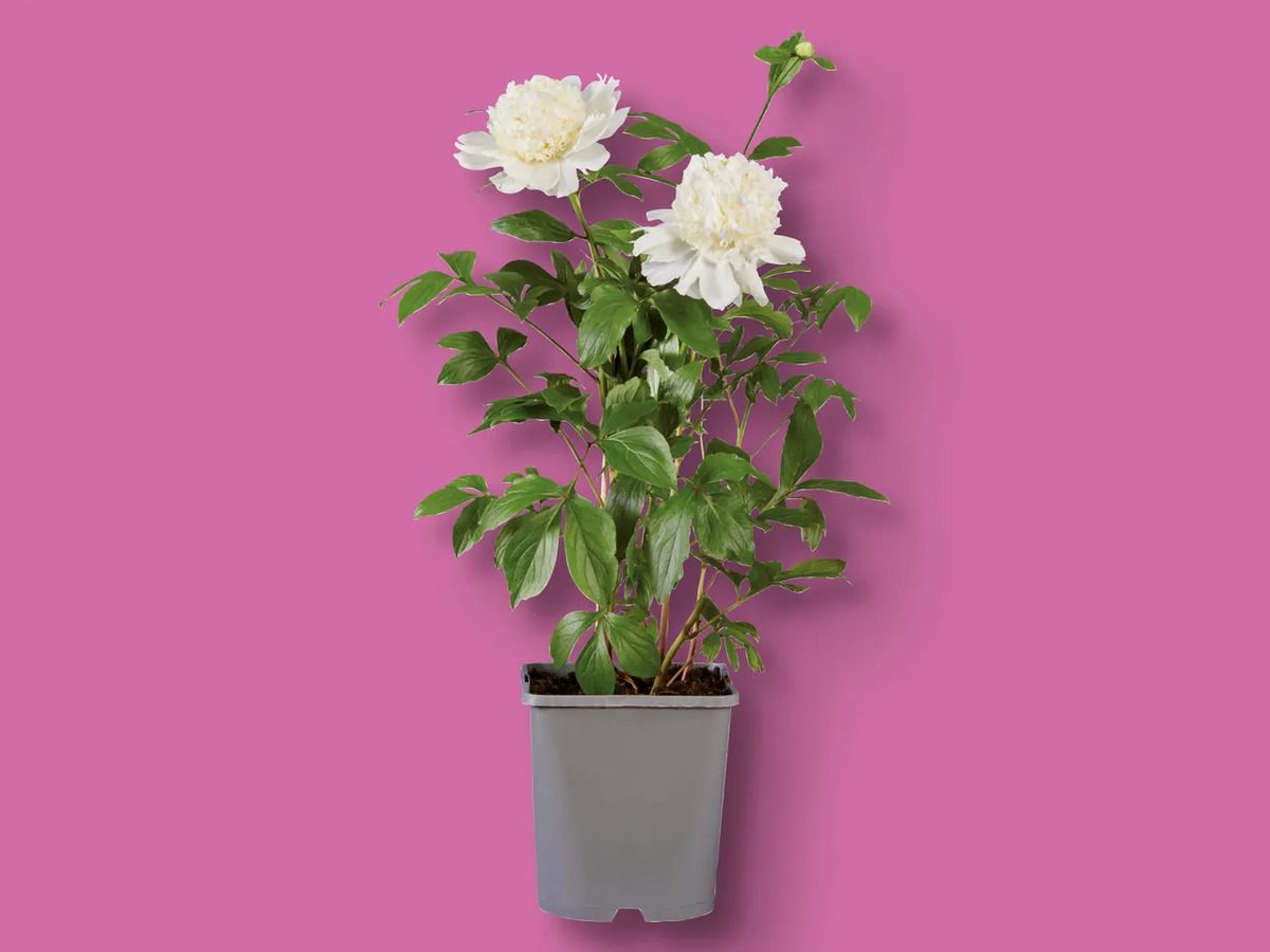 Bild 1 von Pfingstrosen, 
         Topf