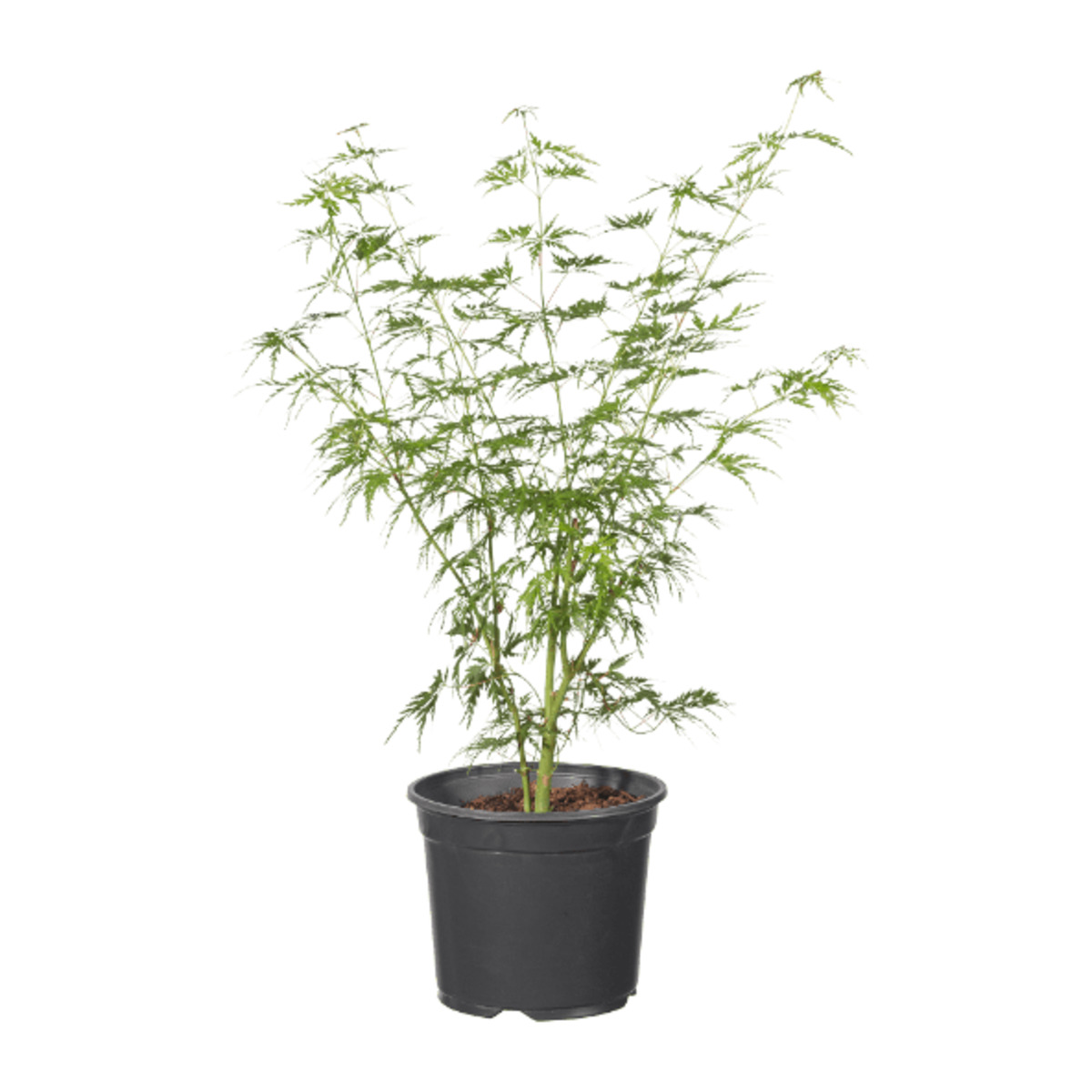 Bild 4 von GARDENLINE Japanischer Ahorn