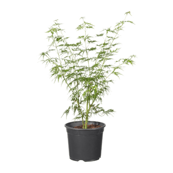 Bild 4 von GARDENLINE Japanischer Ahorn