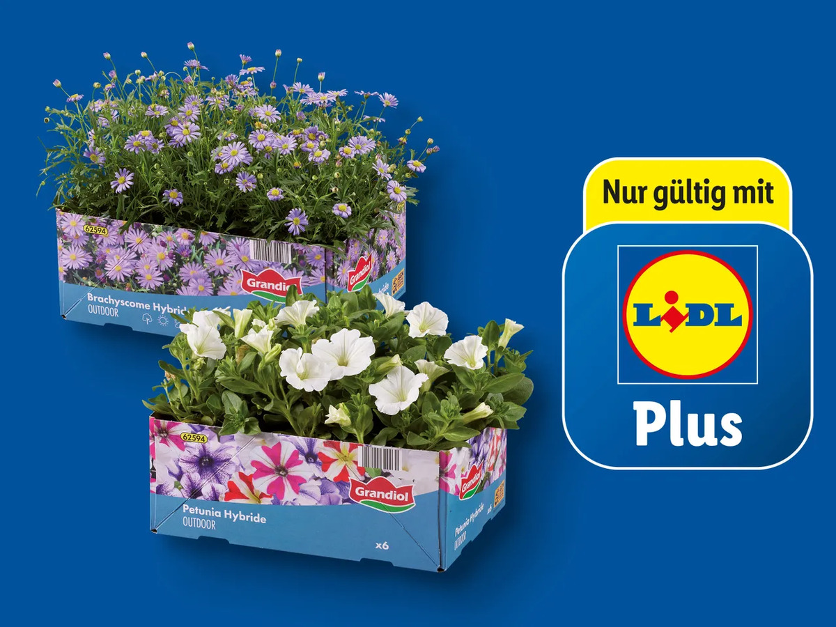 Bild 1 von Beet- und Balkonpflanzen, 
         6er-Tray