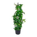 Bild 4 von GARDENLINE Balkon- und Terrassenpflanze